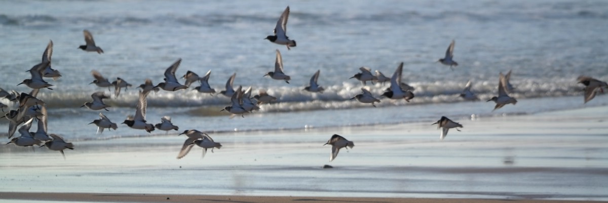 Birds on the Beach at Les Conches in the Vendée
